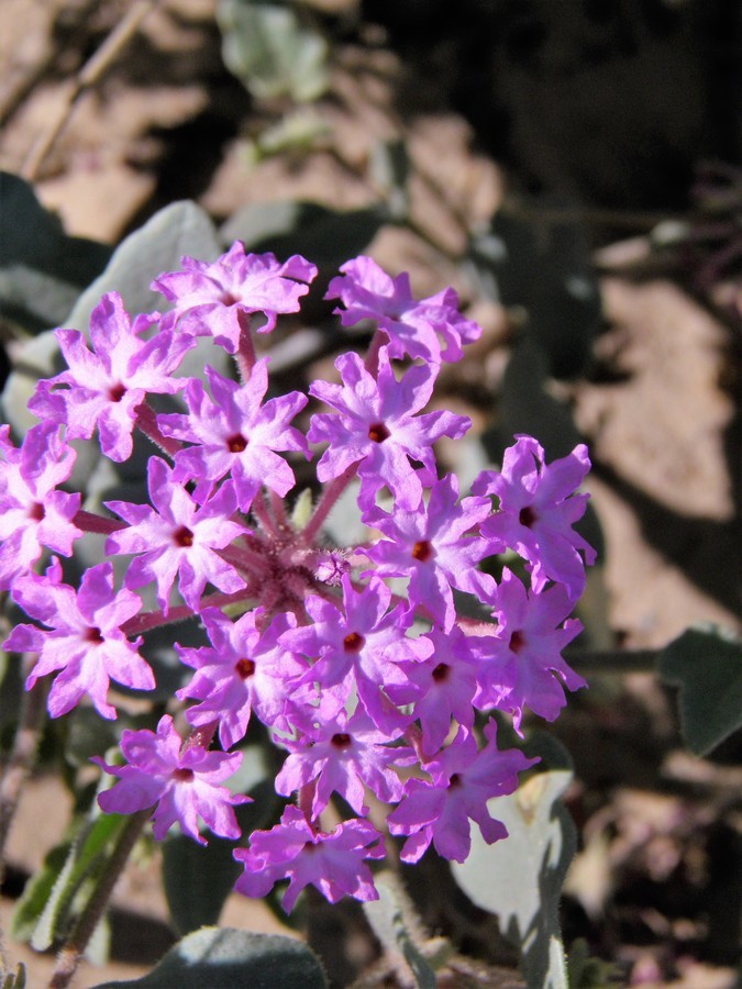 Image of purple sand verbena