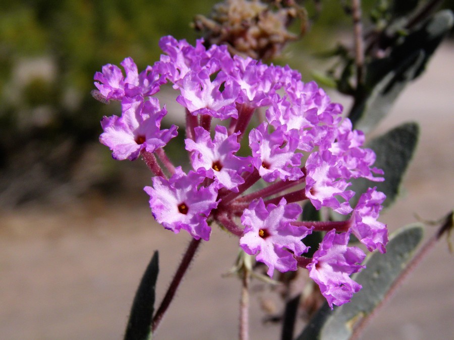 Image of purple sand verbena