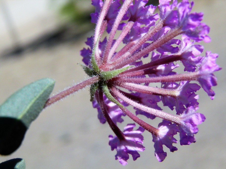 Image of purple sand verbena