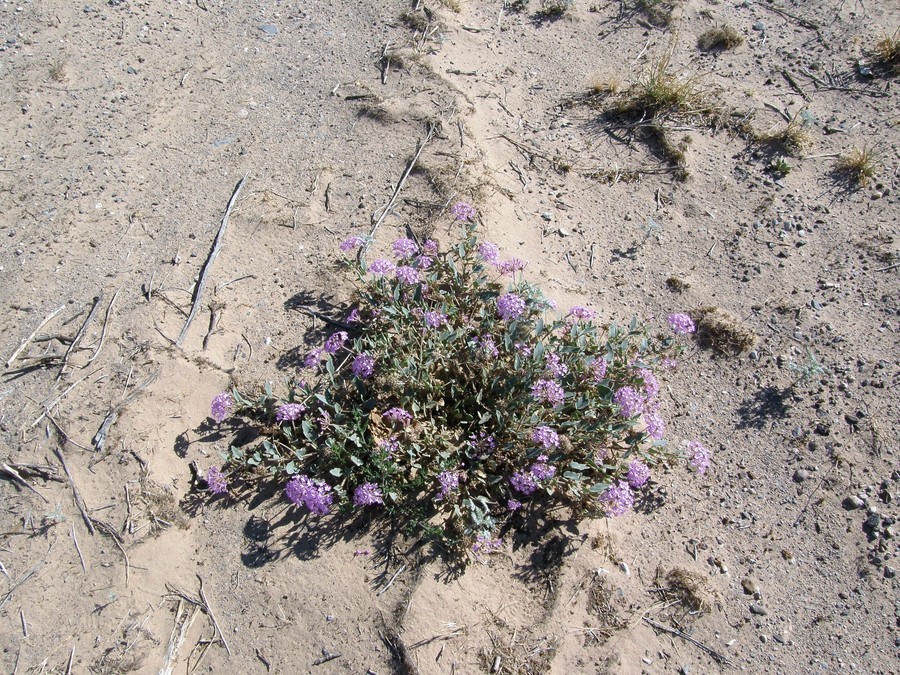 Image of purple sand verbena