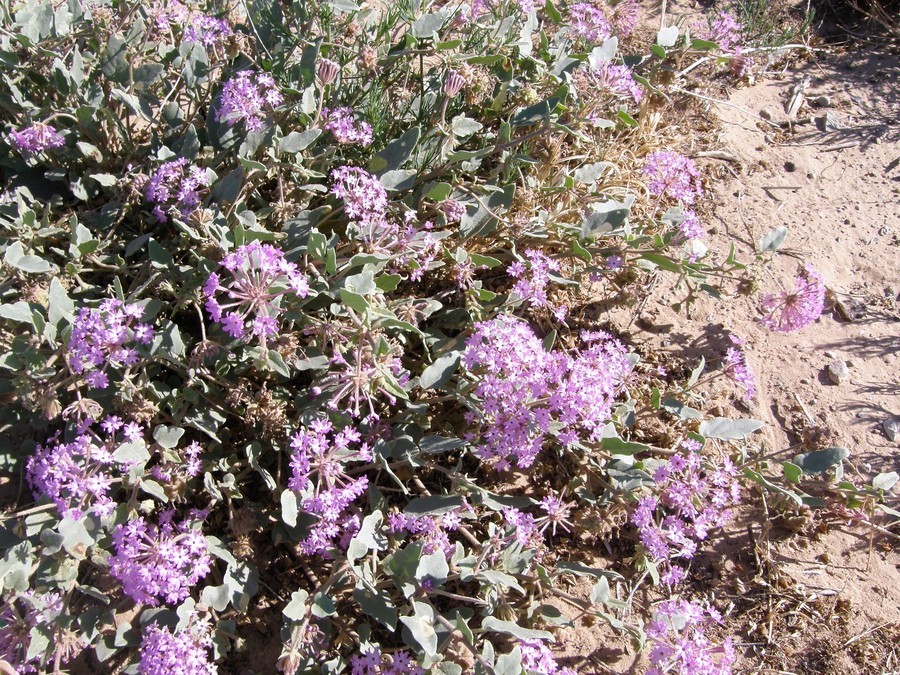 Image of purple sand verbena