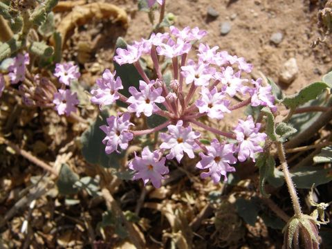 Image of purple sand verbena