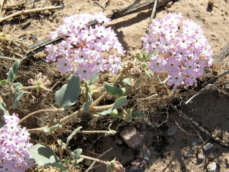 Image of purple sand verbena