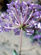 Image of purple sand verbena