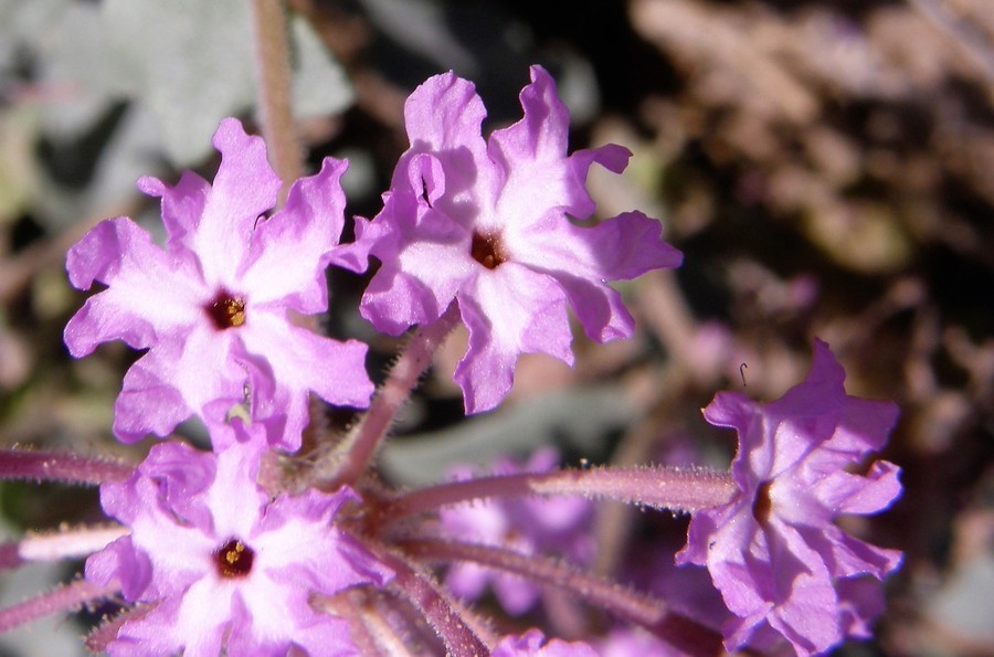 Image of purple sand verbena