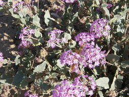 Image of purple sand verbena