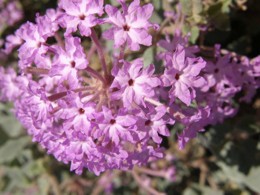 Image of purple sand verbena