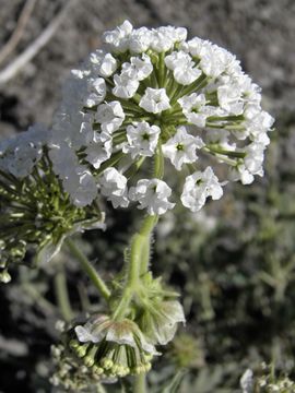 Image of snowball sand verbena