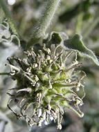 Image of snowball sand verbena