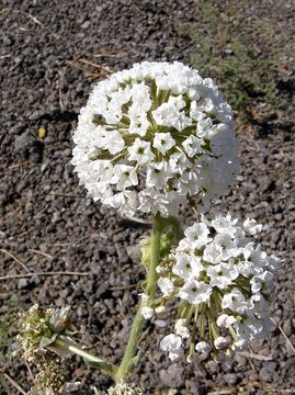 Image of snowball sand verbena