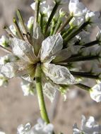 Image of snowball sand verbena