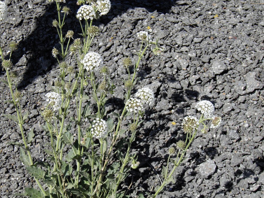 Image of snowball sand verbena