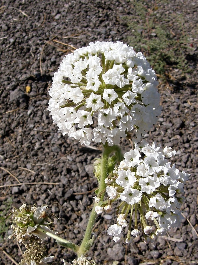 Imagem de Abronia fragrans Nutt. ex Hook.