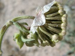 Imagem de Abronia fragrans Nutt. ex Hook.