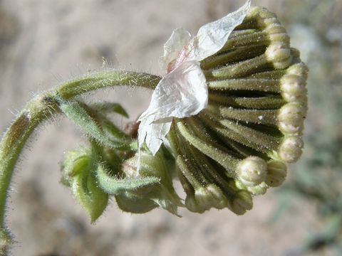 Image of snowball sand verbena