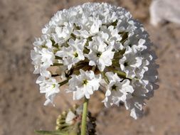 Image of snowball sand verbena