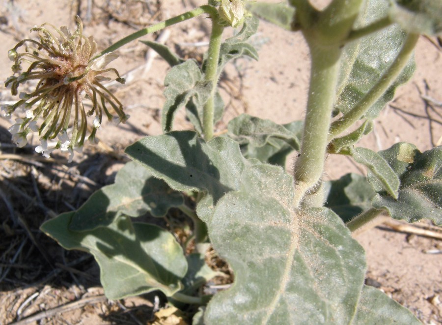 Image of snowball sand verbena