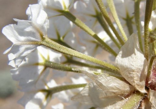 Image of snowball sand verbena