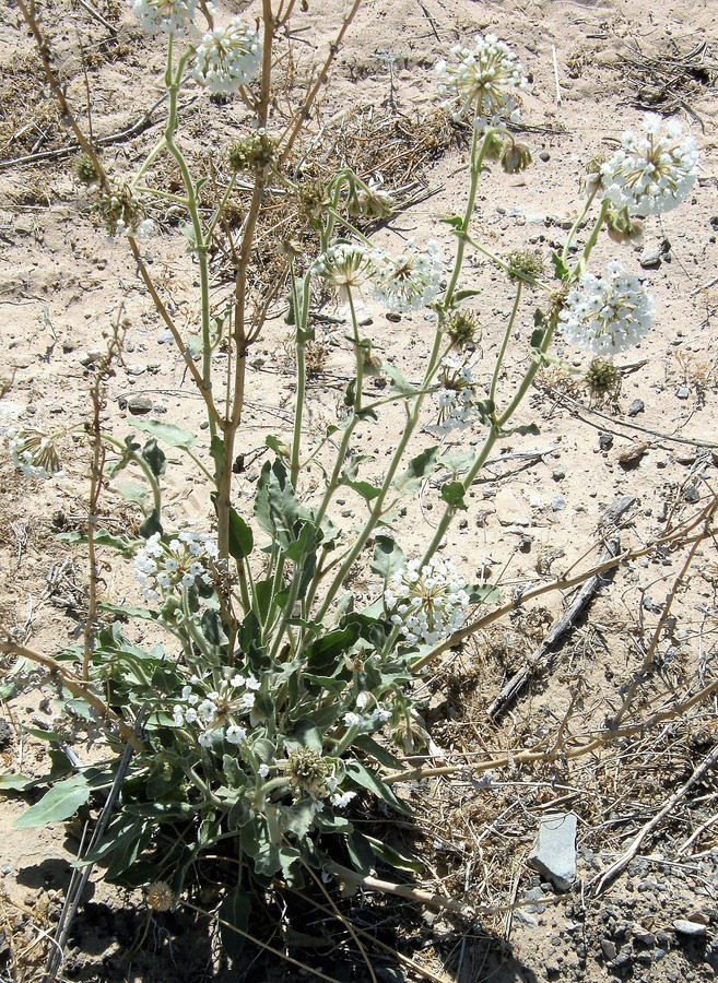 Image of snowball sand verbena