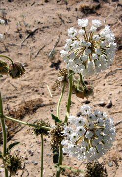 Image of snowball sand verbena