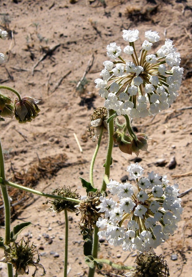 Image of snowball sand verbena