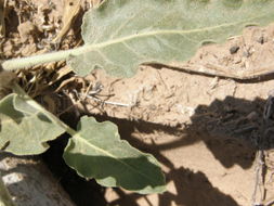 Image of snowball sand verbena