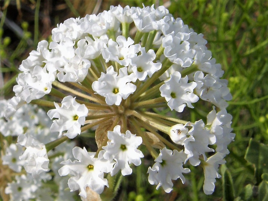 Image of snowball sand verbena