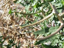 Imagem de Oenothera pallida subsp. runcinata (Engelm.) Munz & W. Klein