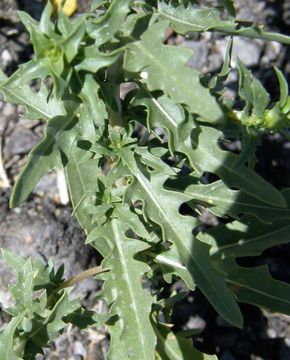 Imagem de Oenothera pallida subsp. runcinata (Engelm.) Munz & W. Klein