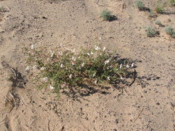 Imagem de Oenothera pallida subsp. runcinata (Engelm.) Munz & W. Klein