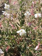 Imagem de Oenothera pallida subsp. runcinata (Engelm.) Munz & W. Klein