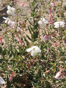 Слика од Oenothera pallida subsp. runcinata (Engelm.) Munz & W. Klein