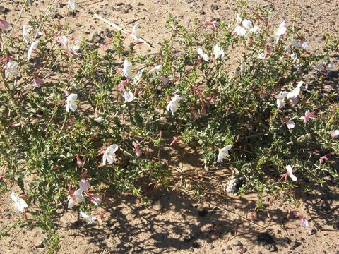 Image of pale evening primrose