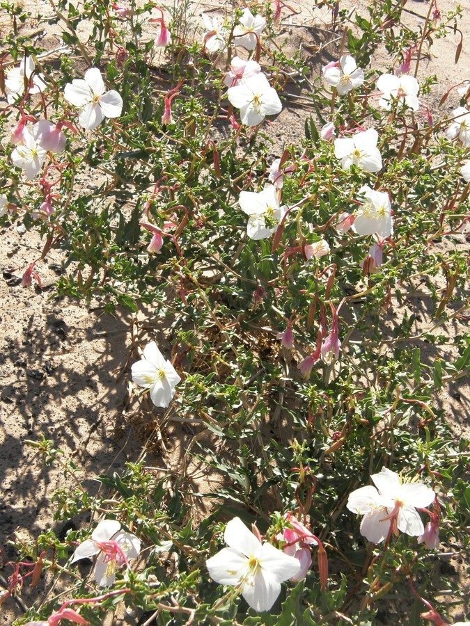 Imagem de Oenothera pallida subsp. runcinata (Engelm.) Munz & W. Klein