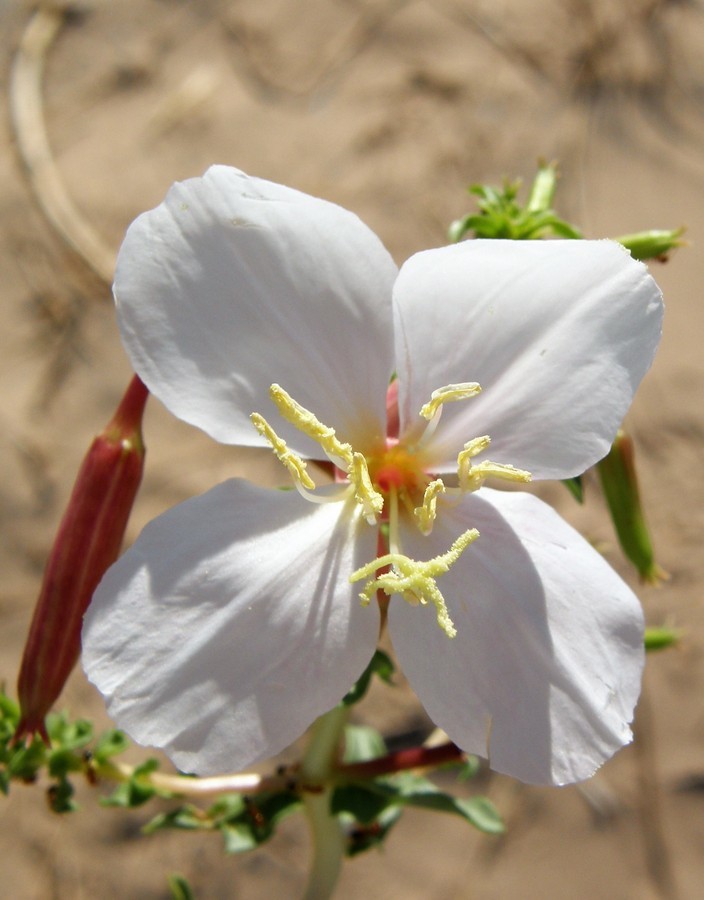 Imagem de Oenothera pallida subsp. runcinata (Engelm.) Munz & W. Klein