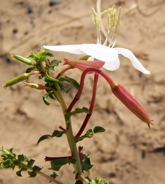 Imagem de Oenothera pallida subsp. runcinata (Engelm.) Munz & W. Klein