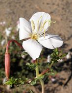 Слика од Oenothera pallida subsp. runcinata (Engelm.) Munz & W. Klein