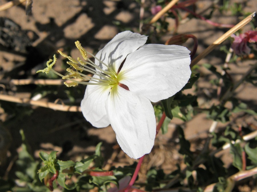 Слика од Oenothera pallida subsp. runcinata (Engelm.) Munz & W. Klein