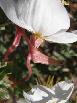 Слика од Oenothera pallida subsp. runcinata (Engelm.) Munz & W. Klein