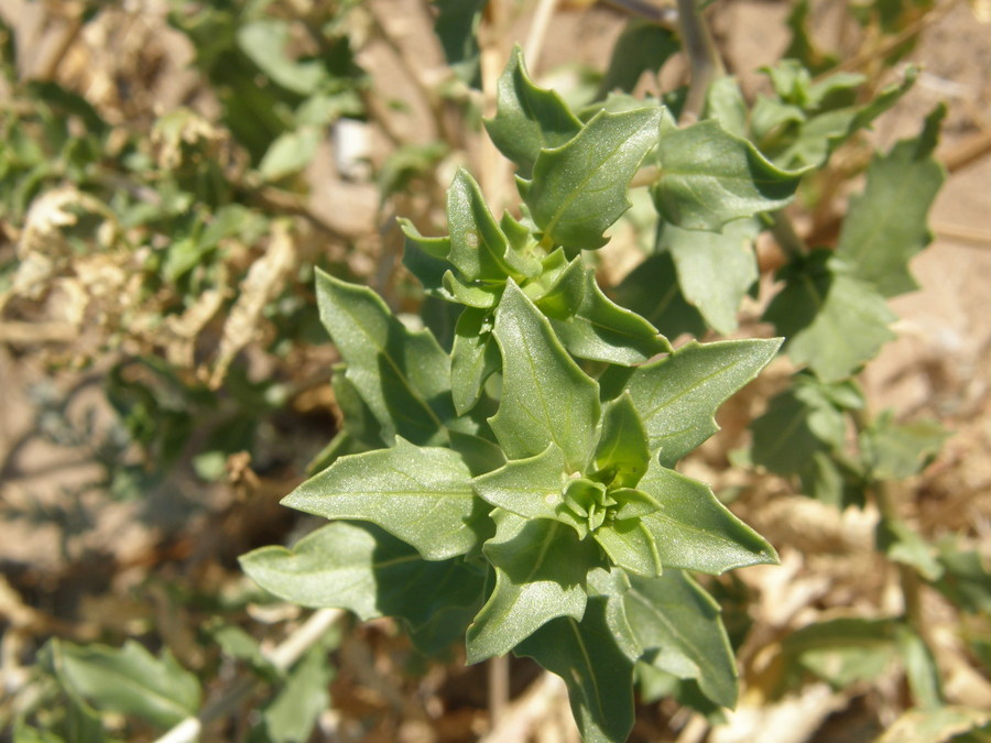 Слика од Oenothera pallida subsp. runcinata (Engelm.) Munz & W. Klein