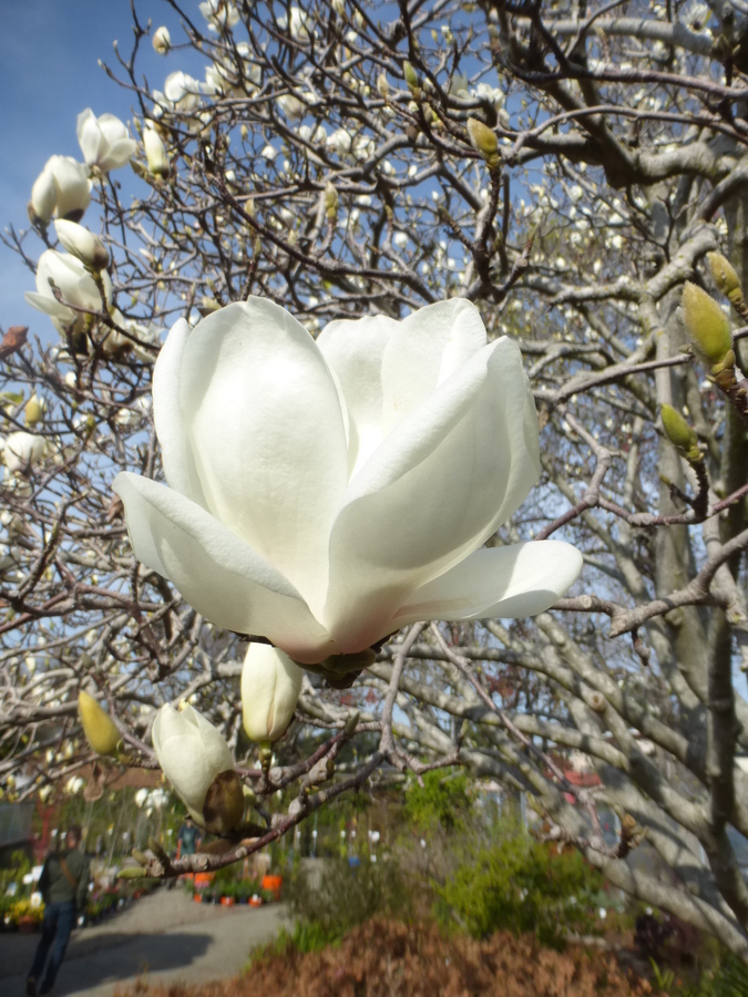 Image of Lily Tree