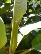 Image of Magnolia delavayi Franch.