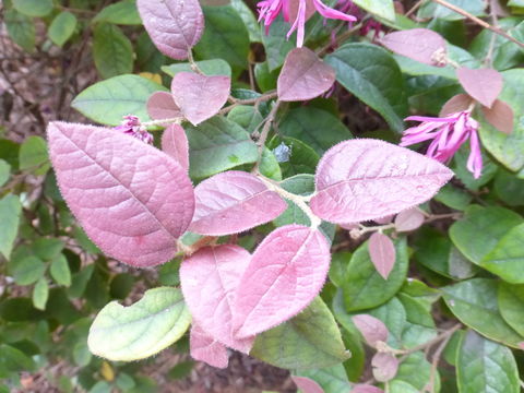 Image of Chinese fringe flower