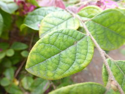 Image of Chinese fringe flower