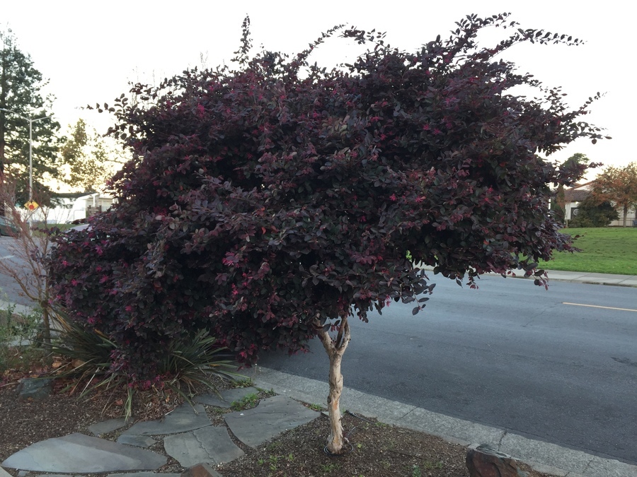 صورة Loropetalum chinense (R. Br.) Oliv.