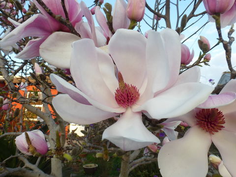 Image of <i>Magnolia</i> × <i>soulangeana</i>