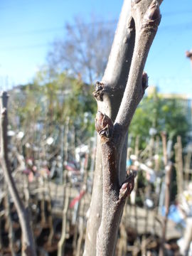 Image of Chinese pear