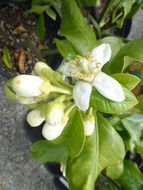 Image of Ponderosa lemon