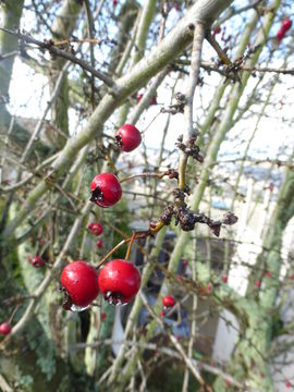 Imagem de Crataegus laevigata (Poir.) DC.