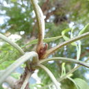 Image of Grevillea robusta A. Cunn. ex R. Br.